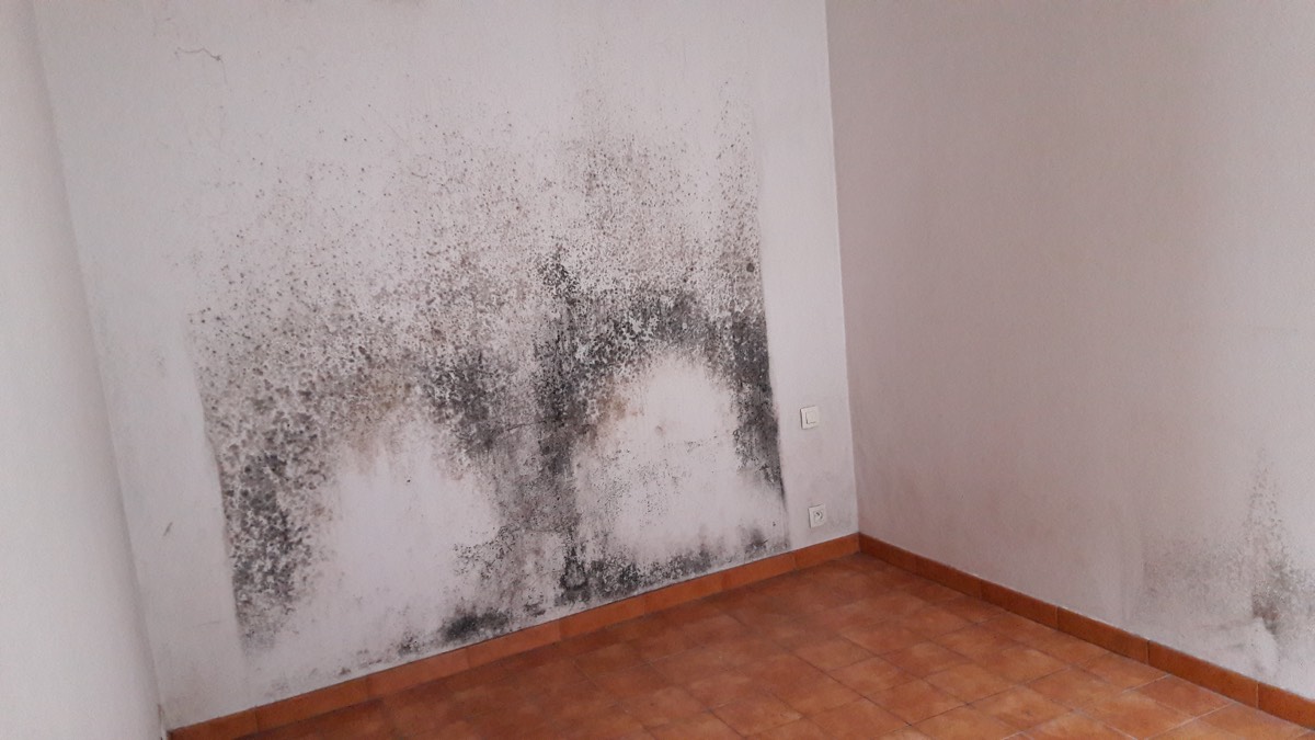 Moisissures - Expertise humidité à Calais